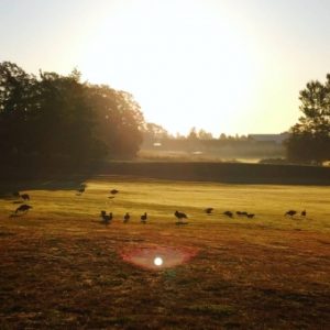 【ゴルフ】ナイターゴルフを楽しむ準備